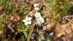 Spergula