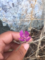 Clarkia bottae