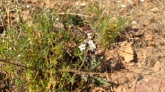 Spergula