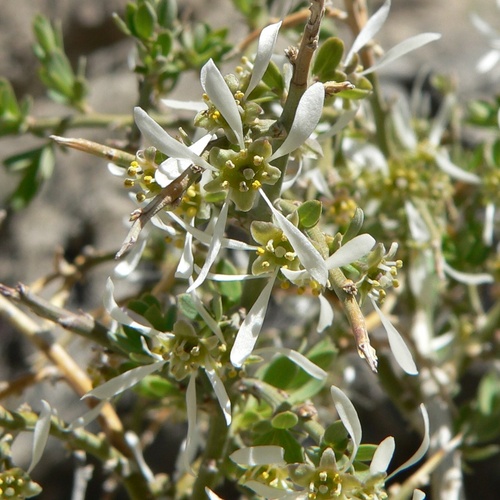 Glossopetalon spinescens aridum
