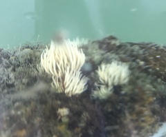 Anthothoe albocincta