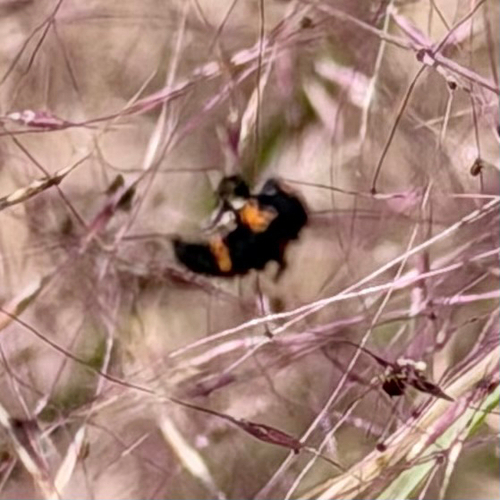Margined Burying Beetle