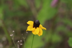 Rudbeckia amplexicaulis