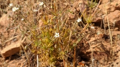 Spergula