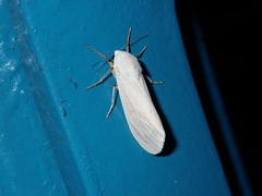 Spilosoma obliqua