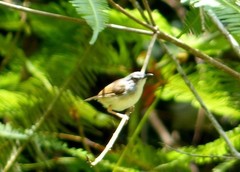 Prinia rufescens