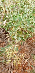 Chenopodium parabolicum