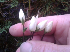 Gentianella montana montana