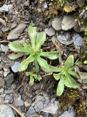 Scabiosa lacerifolia