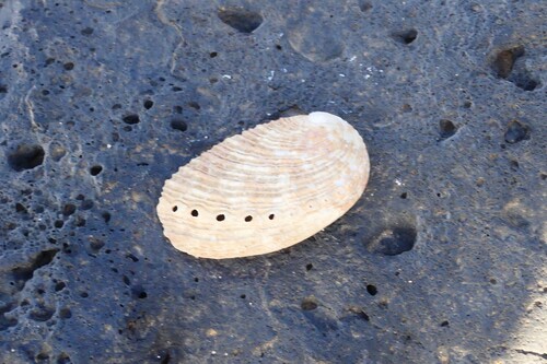 Haliotis tuberculata observed 2026-10-17