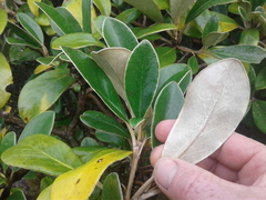 Brachyglottis buchananii