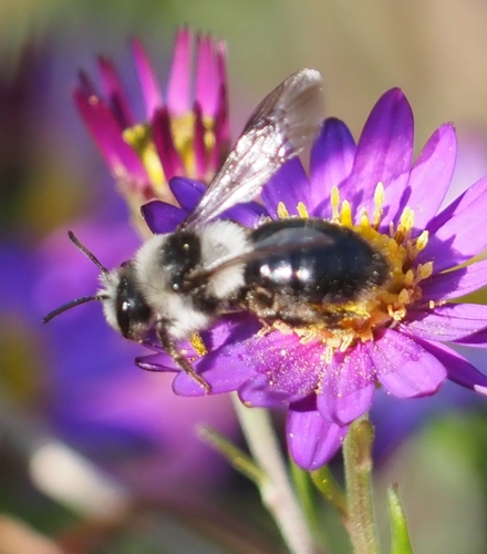Ashy Mining Bee