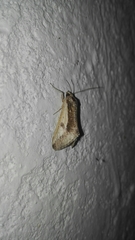 Euscirrhopterus poeyi