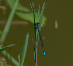 Acanthagrion