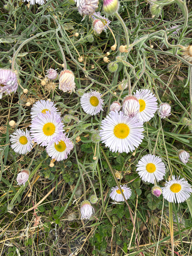 Erigeron divergens, 2026-10-19