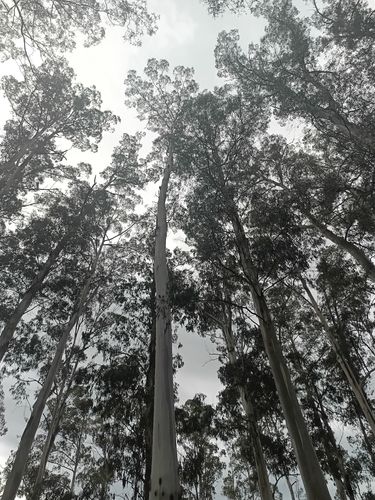 Eucalyptus viminalis observed 2026-10-20