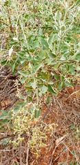 Chenopodium parabolicum