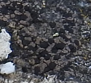 Amandinea punctata