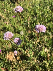 Armeria maritima californica