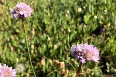Armeria maritima californica