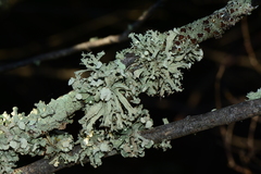 Ramalina inflata