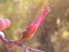 Lysiphyllum cunninghamii