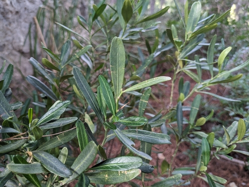 Olivella observed 2026-10-18