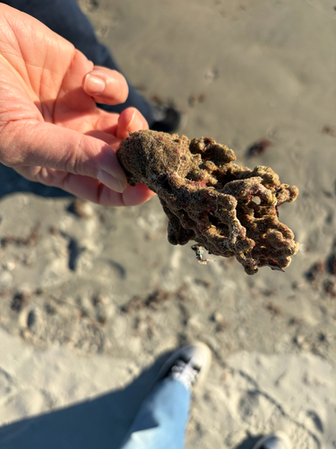 Clathria observed 2026-10-19