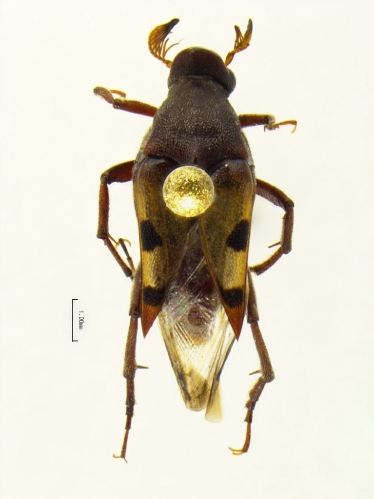 Macrosiagon rufoapicalis