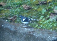 Enicurus schistaceus