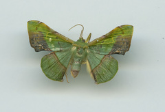 Fascellina plagiata