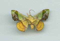 Fascellina plagiata