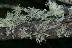 Ramalina inflata