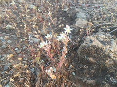 Dudleya blochmaniae blochmaniae