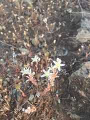 Dudleya blochmaniae blochmaniae