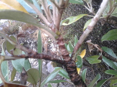 Brachyglottis buchananii