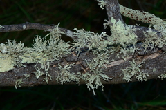 Ramalina inflata