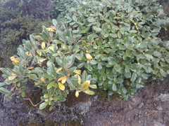 Brachyglottis buchananii