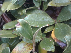 Brachyglottis buchananii