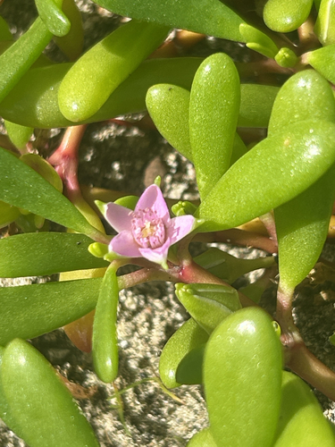 Sesuvium portulacastrum observed 2026-10-16