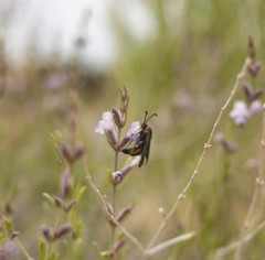 Synanthedon polygoni