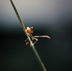 Trachylestes aspericollis