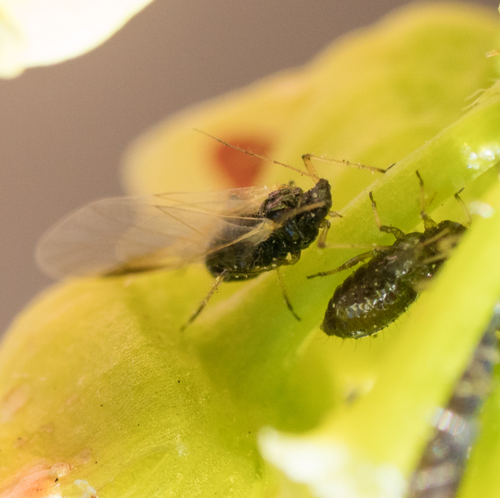 Common Maple Aphid