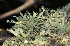 Ramalina inflata