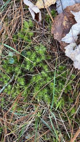 Dicranum polysetum observed 2026-10-19