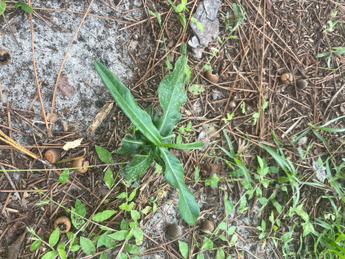 Pseudelephantopus spicatus observed 2026-10-19