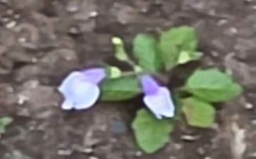 Mazus pumilus observed 2026-10-20