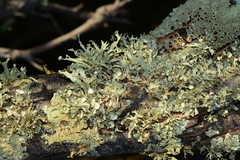 Ramalina inflata