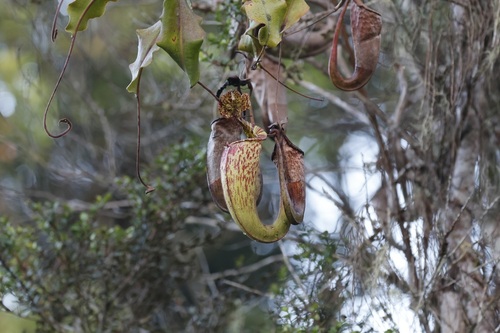 Nepenthes maxima observed 2026-10-13