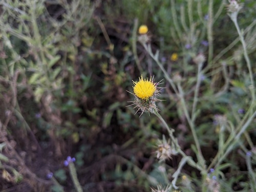 iNaturalist observation photo of Maltese star-thistle